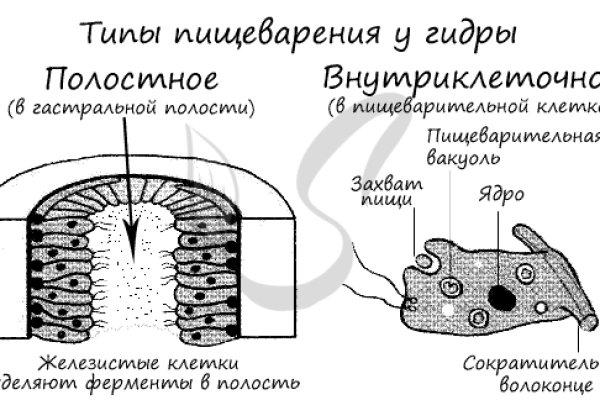 Онион ссылки для тор браузера 2024